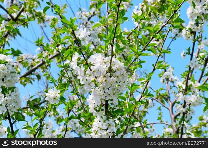 blossoming cherry orchard and blue sky
