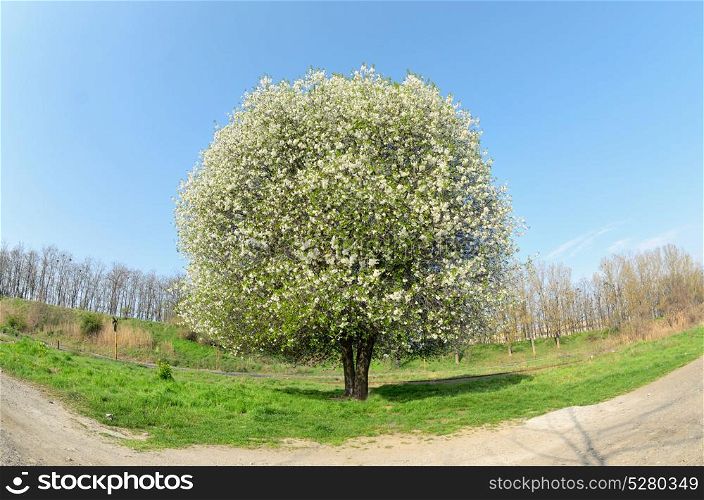 Blossoming Cherry Tree in Spring. Blossoming Cherry Tree