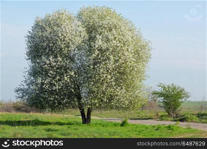 Blossoming Cherry Tree in Spring. Blossoming Cherry Tree