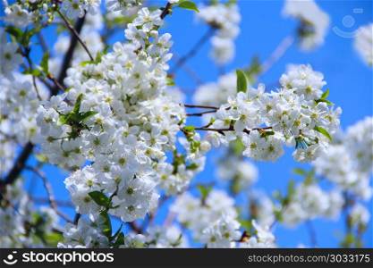 Blossoming cherry tree. White flowers. Blossoming cherry tree in spring. Cherry blossom in spring. White flowers of cherry tree. Springtime