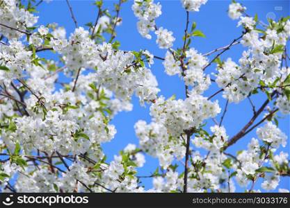Blossoming cherry tree. White flowers. Blossoming cherry tree in spring. Cherry blossom in spring. White flowers of cherry tree. Springtime