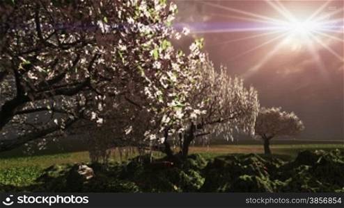Blossoming cherry trees dramatic summer rain and thunder storm with lightning. Great for themes of Spring, Creation, Nature, Drama, Weather, Environment, Wilderness, Farming, Backgrounds, Plants, Lightening, Heaven