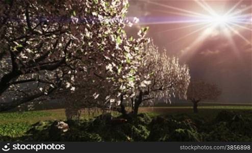 Blossoming cherry trees dramatic summer weather rain and thunder storm with lightning. Themes: Spring, Creation, Nature, Drama, Weather, Environment, Wilderness, Farming, Backgrounds, Plants, Lightening, Heaven...