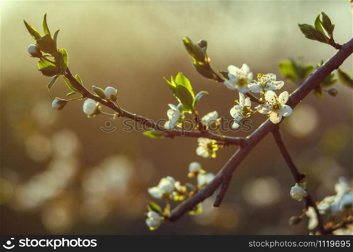 Blossoming cherry trees in spring,Spring Background. selective focus.. Blossoming cherry trees in spring, Spring Background. selective focus