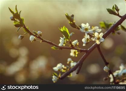 Blossoming cherry trees in spring,Spring Background. selective focus.. Blossoming cherry trees in spring, Spring Background. selective focus