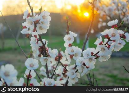 Blossoming closeup tree petals. Spring tree blossom in sunset sunrise color. Beautiful outdoor blooming garden.
