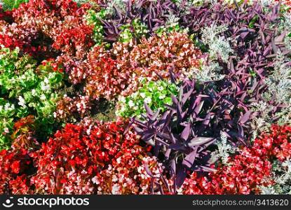 Blossoming colorful flowerbed in summer city park