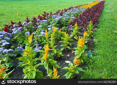 Blossoming colorful flowerbed in summer city park