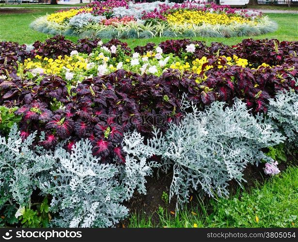 Blossoming colorful flowerbeds in autumn city park