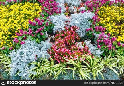 Blossoming colorful flowerbeds in autumn city park