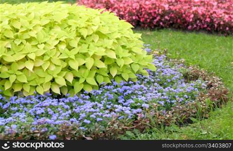 Blossoming colorful flowerbeds in summer city park