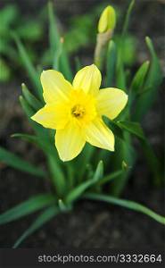 blossoming daffodil
