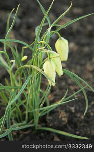 blossoming daffodils