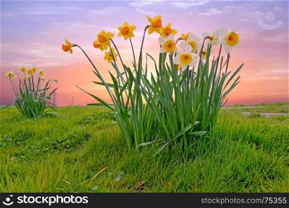 Blossoming daffodils in the countryside from the Netherlands