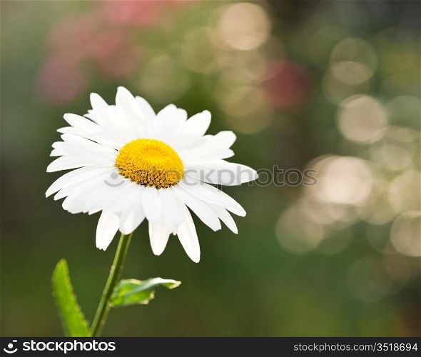 Blossoming daisy flower on spring green natural background