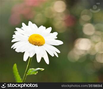 Blossoming daisy flower on spring green natural background