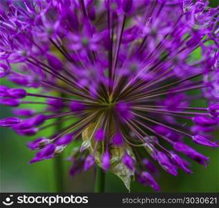 blossoming decorative bow Allium albopilosum spring , close up. blossoming decorative bow spring,