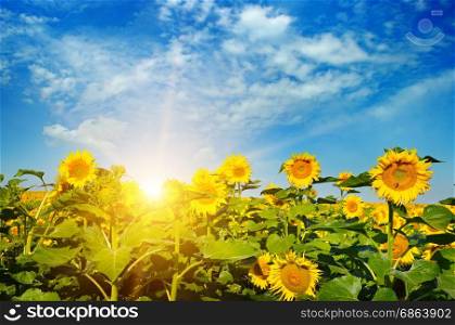 blossoming field of sunflowers and sun rise
