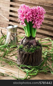 blossoming flower of hyacinth in pot decorated with moss, in bright sunlight