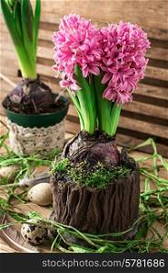 blossoming flower of hyacinth in pot decorated with moss, in bright sunlight