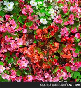Blossoming flowerbed in the park. Natural flower background.