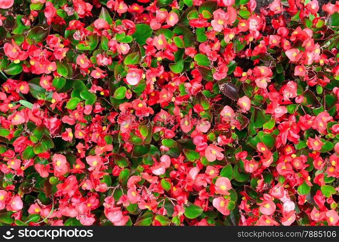 Blossoming flowerbeds background