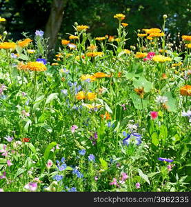 Blossoming flowerbeds in the park