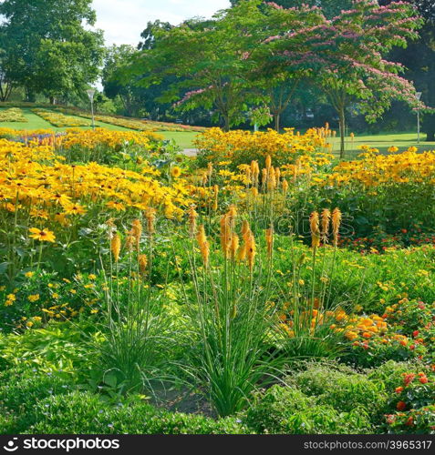 Blossoming flowerbeds in the park