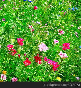 Blossoming flowerbeds in the park