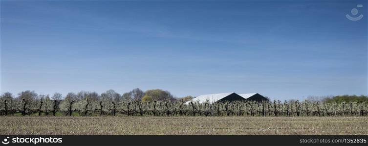 blossoming fruit trees and large barns in betuwe part of the netherlands