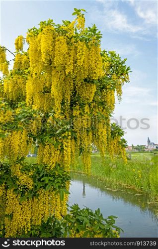 Blossoming golden rain in the countryside from the Netherlands in spring