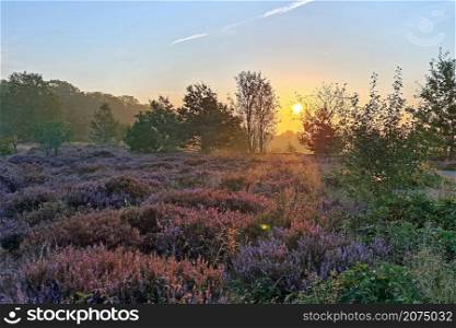 Blossoming heather at sunrise on the Veluwe in the Netherlands