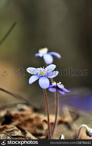 Blossoming hepatica in spring on forest glade