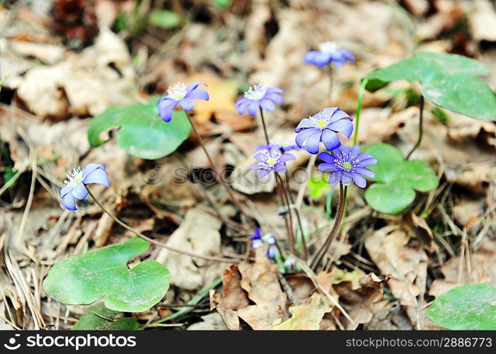 Blossoming hepatica in spring on forest glade