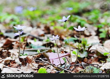 Blossoming hepatica in spring on forest glade