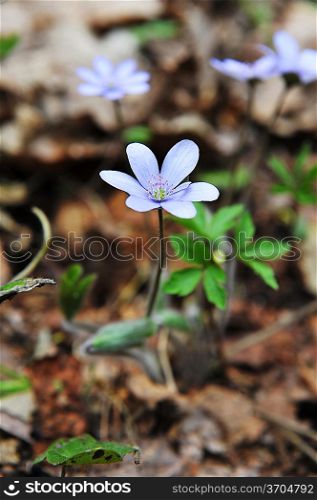 Blossoming hepatica in spring on forest glade