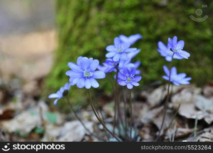 Blossoming hepatica in spring on forest glade