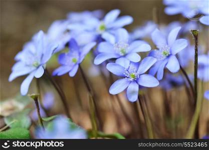 Blossoming hepatica in spring on forest glade