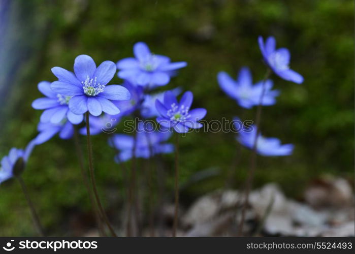 Blossoming hepatica in spring on forest glade