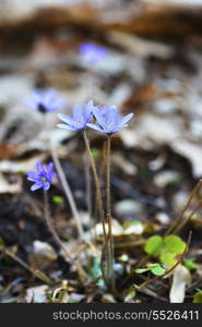 Blossoming hepatica in spring on forest glade