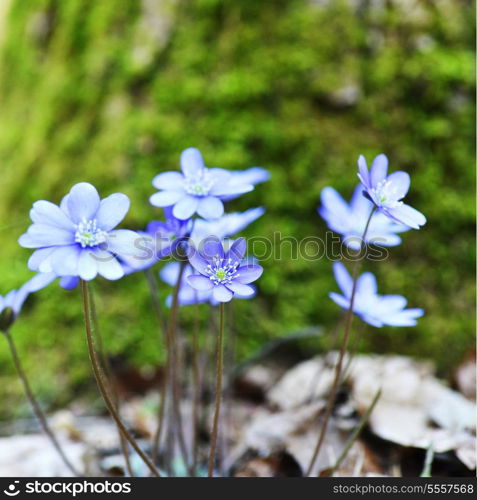 Blossoming hepatica in spring on forest glade