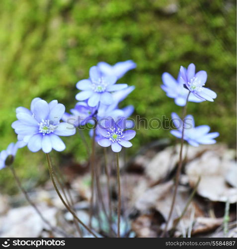 Blossoming hepatica in spring on forest glade