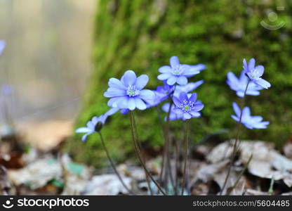 Blossoming hepatica in spring on forest glade