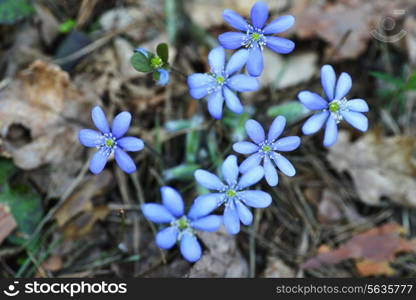 Blossoming hepatica in spring on forest glade