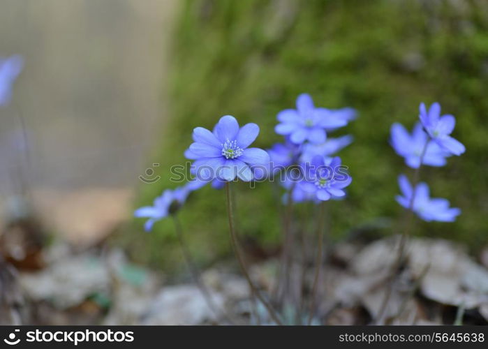 Blossoming hepatica in spring on forest glade