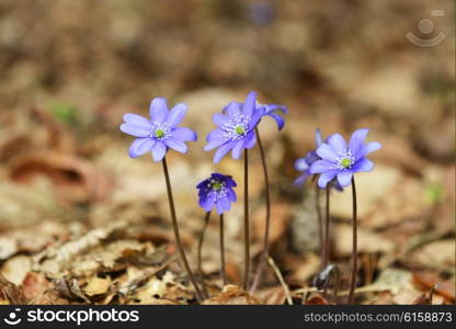 Blossoming hepatica in spring on forest glade