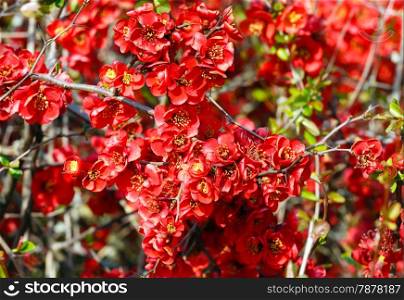 Blossoming Japanese Quince (Chaenomeles) branch with red flowers in spring (nature background).