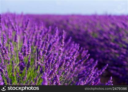 Blossoming lavender bush on French field macro closeup