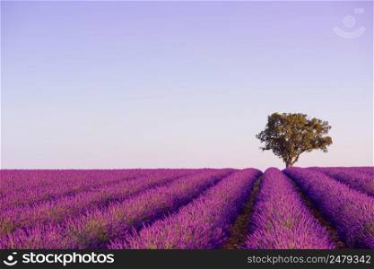 Blossoming lavender bushes row and lonely tree near Valensole Provence France