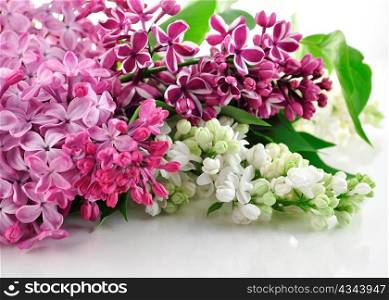 Blossoming lilac on white background